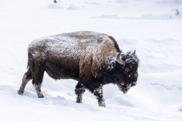 Bison in Yellowstone National Park Wyoming in Winter