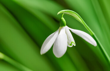 Closeup of pure white snowdrop or galanthus flower blooming against a green copy space background. Bulbous, perennial and herbaceous plant from the amaryllidaceae species thriving in a garden outside