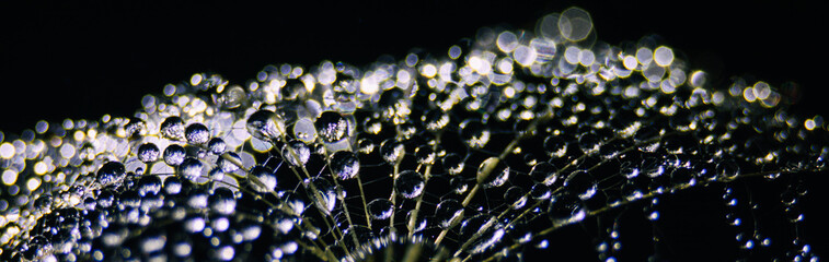 Beautiful dew drops on dandelion seed macro. Macro soft dark background. Water drops on parachutes...