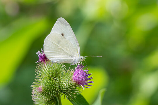 White cabbage butterfly close up.