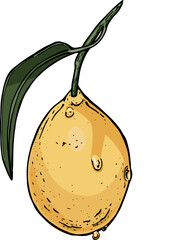 Vector illustration with ink painted and colored lemon  - 518358049