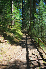 Landscape with forest road in sunny day