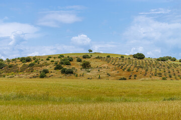 The abundance of flowers in the vast meadows of Sardinia