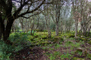 In the Parco della Giara nature reserve on the island of Sardinia