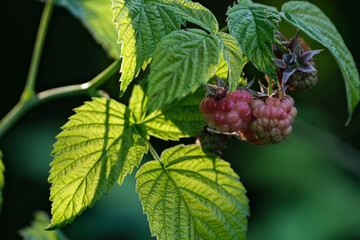 Ripe and ripening raspberry, hanging on a bush, Twig of red ripe raspberry