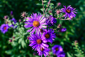 Many small vivid blue flowers of Aster amellus plant, known as the European Michaelmas daisy, in a garden in a sunny autumn day, beautiful outdoor floral background photographed with soft focus.