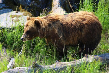 Fototapeta premium Grizzly at the Alaska Wildlife Conservation Center 