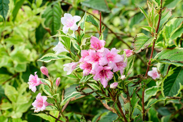 Obraz na płótnie Canvas Many light pink flowers of Weigela florida plant with flowers in full bloom in a garden in a sunny spring day, beautiful outdoor floral background photographed with soft focus.