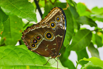 Detail of iconic Owl Butterfly on green leaves