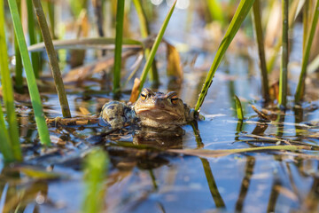 The green toad lies on the surface of the pond among the reeds.