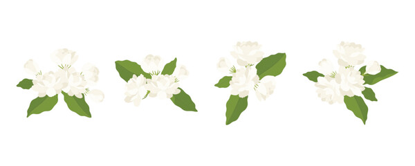 Hand drawn collection of jasmine flower illustration.