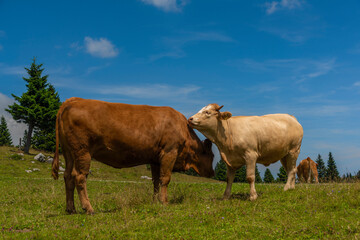 Clean color cows with blue sky background in Velika Planina mountains