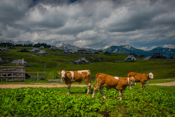 Fototapeta na wymiar Clean color cows with mountains background in Velika Planina mountains