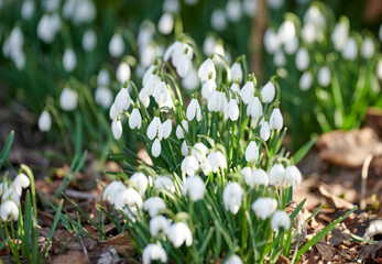 White snowdrop flowers growing on a flowerbed in a backyard garden in summer. Galanthus nivalis flowering plants beginning to bloom and flourish in a field or meadow in nature. Pretty flora on a lawn