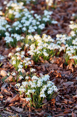 Top view of white snowdrop flowers growing in a backyard garden in nature during summer. Flowerbed of small Galanthus nivalis flowering plants blooming and opening up on a lawn in spring from above