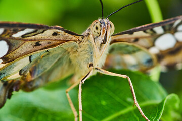 Macro of face on Brown Clipper butterfly