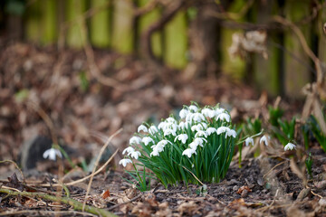 Closeup of white snowdrop or galanthus flowers blooming in a garden on the ground in spring copy space. Bulbous, perennial and herbaceous plant from the amaryllidaceae species thriving in nature