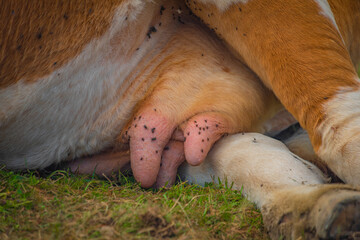 Pink udder of black cow in green nature of Slovenian mountains