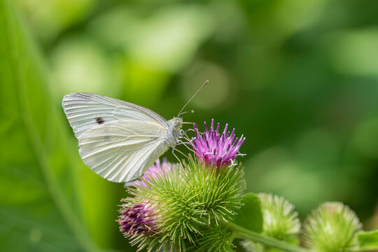 Cabbage butterfly on a common burdock flower
