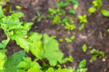 Colorado potato beetle larvae on green potato leaves