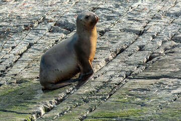 Sealion in Ushuaia, Patagonia, Argentina