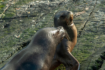 Sealions in Ushuaia, Patagonia, Argentina