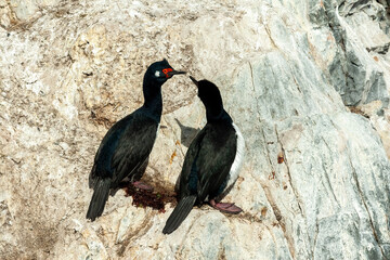 Cormorants in Ushuaia, Patagonia, Argentina
