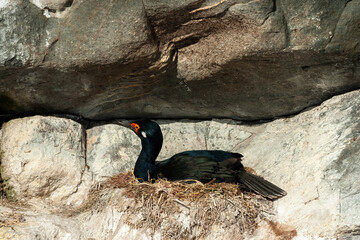Cormorant in Ushuaia, Patagonia, Argentina