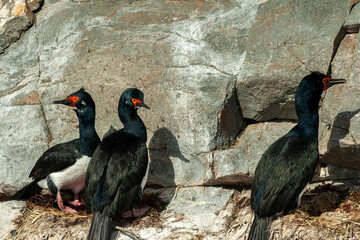 Cormorant in Ushuaia, Patagonia, Argentina