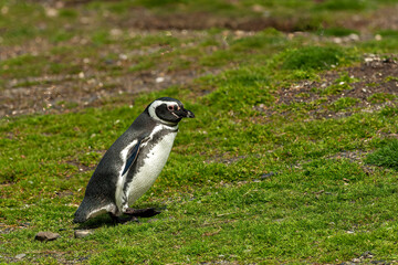 Obraz premium Penguin in Ushuaia, Patagonia, Argentina