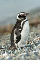 Penguin in Ushuaia, Patagonia, Argentina
