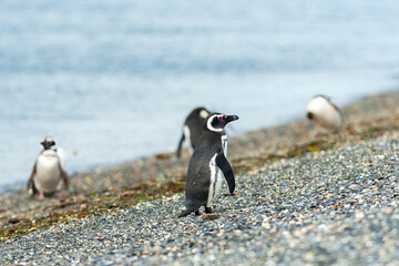 Obraz premium Penguin in Ushuaia, Patagonia, Argentina