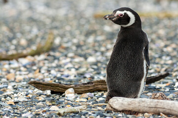 Penguin in Ushuaia, Patagonia, Argentina
