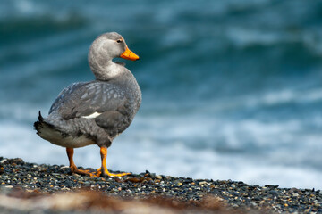 Duck in Ushuaia, Patagonia, Argentina