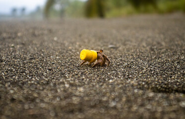 Hermit crab carry a plastic cap in beach