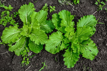 Young napa cabbage or Chinese cabbage, outdoor shot with natural light .