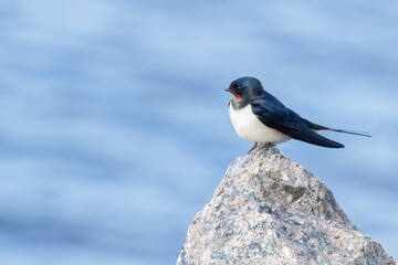 barn swallow