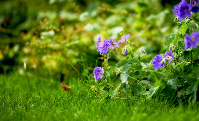 Beautiful Himalayan cranesbill flower, species of geraniums, growing in a field or botanical garden outdoors. Beautiful plants with vibrant violet petals blooming and blossoming in a lush environment