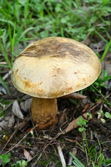 closeup the white brown jungle mushroom soil heap and growing in the forest soft focus natural green brown background.