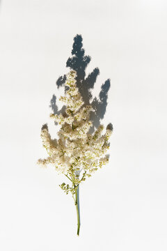 Twig of blooming lush white astilbe with a hard shadow on a white background.
