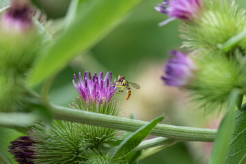 Hoverfly feeding on a common burdock flower