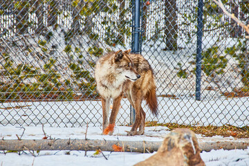 Wolf exploring fenced area covered in snow