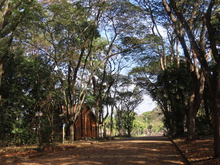 Fototapeta premium tree in the park