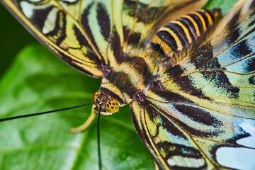 Naklejka na ściany i meble Macro of Brown Clipper butterfly face and wings