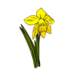 Vector illustration with ink painted narcissus