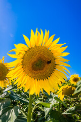 Champ de Tournesols