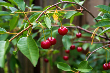 three cherries hang on a cherry tree among foliage and other cherries