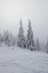 Zimowe drzewa © Katarzyna