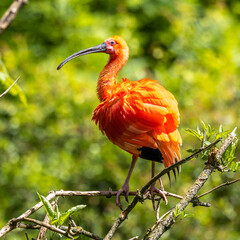 Scarlet ibis, Eudocimus ruber. Wildlife animal in the zoo
