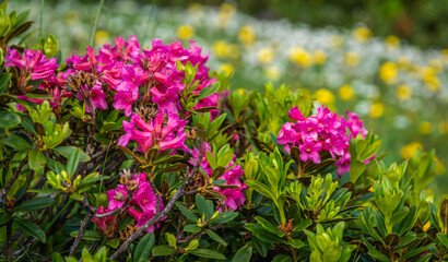 Rhododendron ferrugineum. Alpine flower. Italian dolomites - South Tyrol